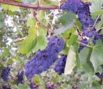 grapes